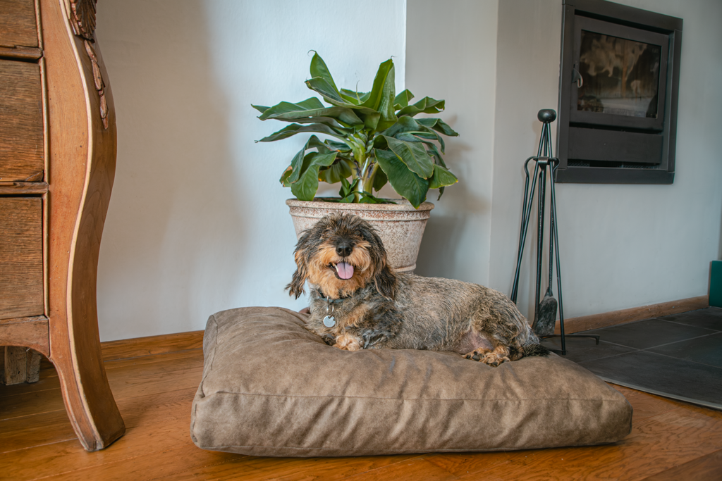 Let's Sleep Plush Pillow Hondenkussen Taupe