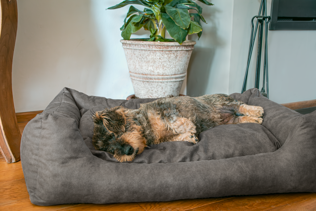 Let's Sleep Sweet Dreams Hondenmand Antraciet